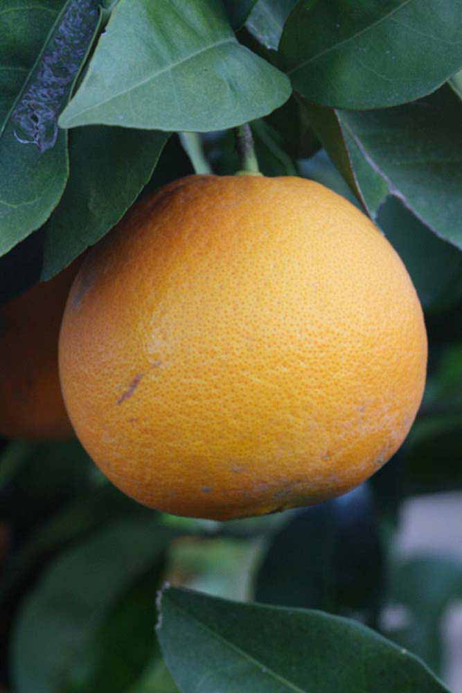            Fruit (Riverside, CA)   